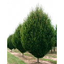 Ashridge Trees Ltd