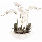 White Phal Orchid In White Trapezoid Pot - DK756