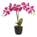 Medium Pink Phalaenopsis Orchid in Planter