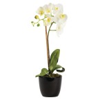 Small Snow Phalaenopsis Orchid in Planter