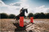 Revolutionising Jump Wings in Equestrian Jump Training