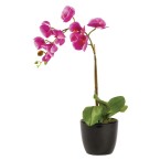 Small Pink Phalaenopsis Orchid in Planter