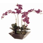 Pink Phal Orchid In Black Trapezoid Pot - DK755