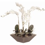 White Phal Orchid In Black Trapezoid Pot - DK757