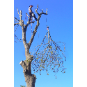 Abor Vitae - Tree Surgery & Tree Inspections