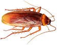 Cockroach Control Pest and Vermin Control Supplies
