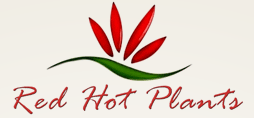 Red Hot Plants