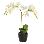 Medium Snow Phalaenopsis Orchid in Planter