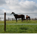 Equestrian & Agricultural Electric Fencing 
